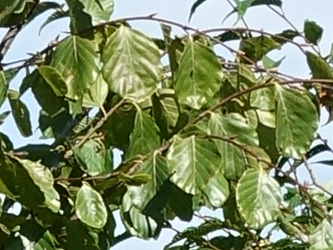 Fagus sylvatica ‘Miltonensis’