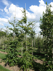 Fagus sylvatica ‘Miltonensis’