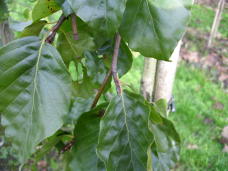 Fagus sylvatica 'Pendula' - Groene treurbeuk