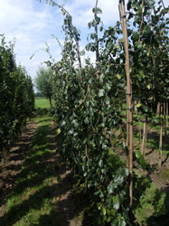 Fagus sylvatica 'Pendula' - Groene treurbeuk