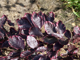 Fagus sylvatica 'Purperea Tricolor' - Driekleurige beuk