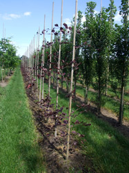 Fagus sylvatica 'Purperea Tricolor' - Driekleurige beuk