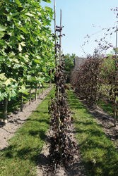 Fagus sylvatica 'Purpurea Pendula'