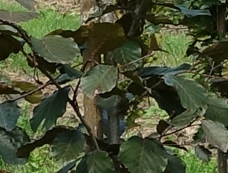 Fagus sylvativca 'Riversii'