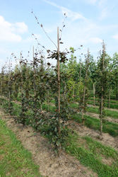 Fagus sylvativca 'Riversii'