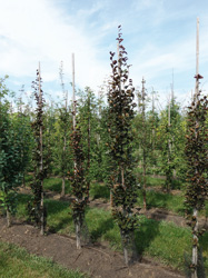 Fagus sylvatica 'Rohan Obelisk'