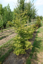 Fagus sylvatica 'Sandrode'