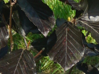 Fagus sylvatica ‘Spaethiana’ 