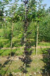 Fagus sylvatica ‘Spaethiana’ 
