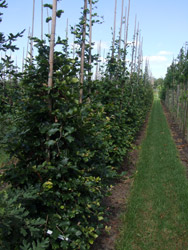 Fagus sylvatica - Gewone beuk