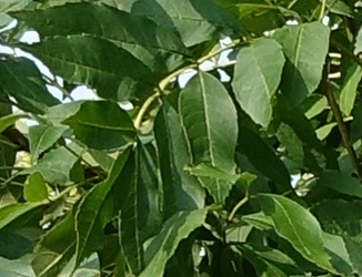 Fraxinus excelsior Altena