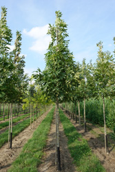 Fraxinus excelsior Altena