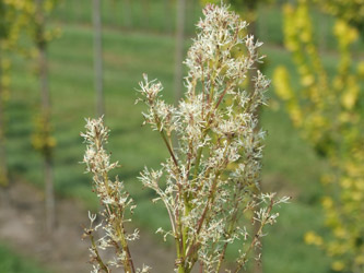 Fraxinus ornus Pluim-es, Bloem-es, Manna-es