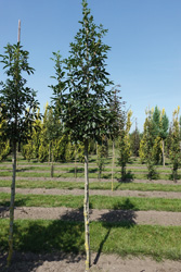 Fraxinus ornus ‘Bardoel’