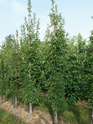 Fraxinus ornus ‘Obelisk’ 
