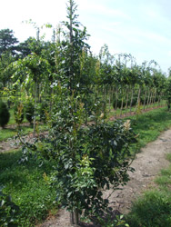 Fraxinus ornus Pluim-es, Bloem-es, Manna-es