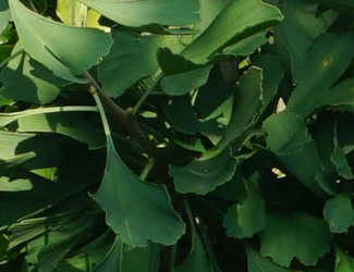 Ginkgo biloba ‘Autumn Gold’