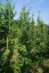 Ginkgo biloba ‘Autumn Gold’