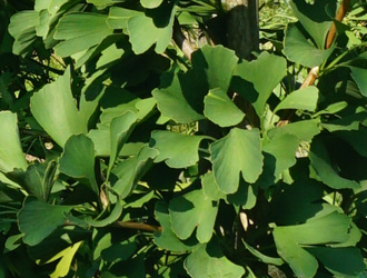 Ginkgo biloba 'Denise'