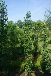 Ginkgo biloba 'Denise'