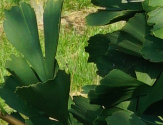 Ginkgo biloba 'Fairmont'