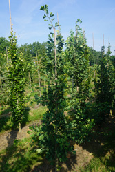 Ginkgo biloba 'Fairmont'