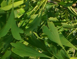 Ginkgo biloba 'Saratoga'
