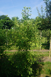Ginkgo biloba 'Saratoga'