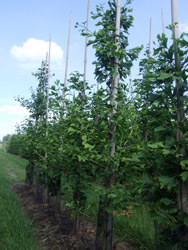 Ginkgo biloba Japanse notenboom