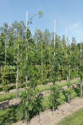 Gleditsia triacanthos ‘Bujotti Pendula’ 