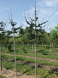 Gleditsia triacanthos 'Goofy' 