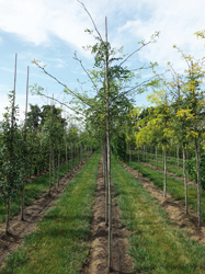 Gleditsia triacanthos ‘Moraine’ 