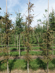 Gleditsia triacanthos 'Rubylace'