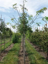 Gleditsia triacanthos 'Skyline' 