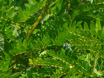 Gleditsia triacanthos Spectrum
