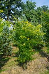 Gleditsia triacanthos Spectrum
