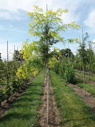 Gleditsia triacanthos 'Sunburst' 