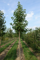 Halesia carolina
