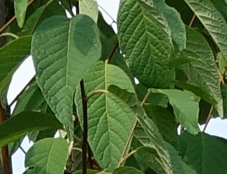 Halesia monticola