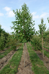 Halesia monticola