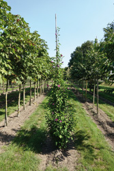 Hibiscus syriacus ‘Purple Pillar’