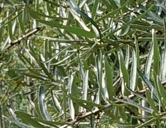 Hippophae rhamnoides