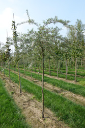 Hippophae rhamnoides