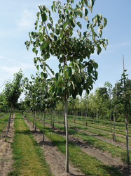 Idesia polycarpa