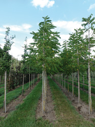 Juglans nigra