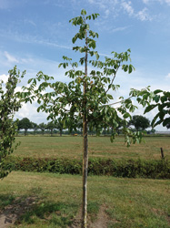 Juglans regia 