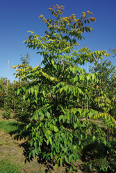 Koelreuteria biqinnata 