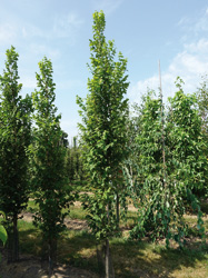 Koelreuteria paniculata ‘Fastigiata’ 