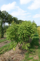 Koelreuteria paniculata 'Rosseels'