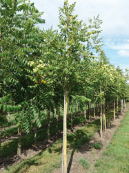 Koelreuteria paniculata 